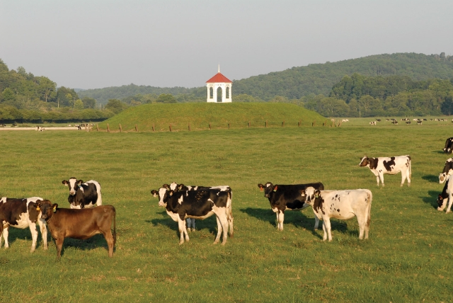 cows-gazebo-indian-mound