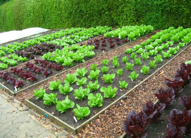 raised-bed-garden